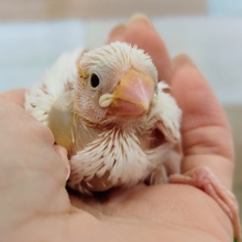 首の後ろに黒のチャームポイント❤白文鳥のヒナ入荷しました〜✨