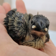 桜文鳥のヒナ❤入荷しました〜✨