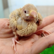 シナモン文鳥のヒナ入荷しました〜❤