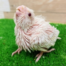 オカメインコ(ピュアホワイト)入荷しました❤