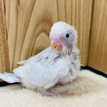 元気いっぱい駆け回っています♪　セキセイインコ　ライラック～～