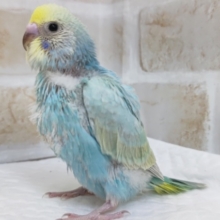 美しい淡～いレインボー🌈　セキセイインコ(パステルレインボー)