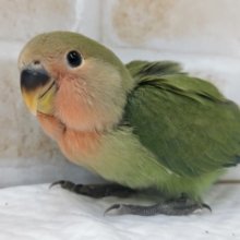 可愛さ満開～🌸　コザクラインコ(ノーマル)