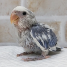 目を引くバイオレット～💜　コザクラインコ(バイオレットパイド)