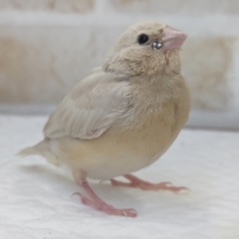 ちょこんとかわいい～🐥　コキンチョウ(シルバー)