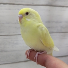 最新画像あり！　優しい～色合い～🥰　セキセイインコ(クリーム)