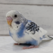 青空と雲～⛅　セキセイインコ(ブルーパイド)