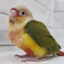 最新画像あり！　ウロコインコ(パイナップル)入荷です。
