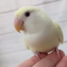 最新画像あり！　赤目と優しい～色合い✨　コザクラインコ(クリームルチノー)