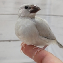 最新画像あり！　ギラリんっと輝く🌟　シルバー文鳥