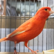 情熱的なカラーと鳴き声🎶　赤カナリア(ムフク)その2