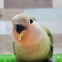 なれる予感！小桜インコノーマル入荷です。