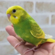 黄色と緑が鮮やか～💫　セキセイインコ(スパングルパイド)
