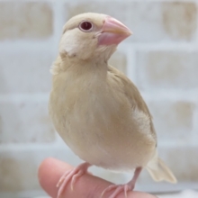 最新画像あり！　シナモン文鳥　つぶらな赤いおめめがかわいいです！