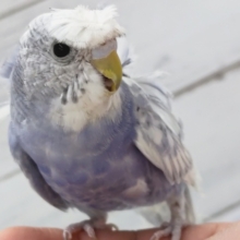 最新画像更新です。ベタなれ羽衣セキセイインコスパングルその2