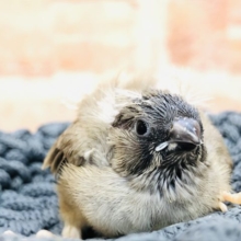 キンカ鳥が入舎しました！　Ｒ４　１１／２４撮影