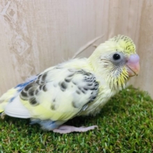 クリーミーなハルクインなんです(*^^*) セキセイインコ　クリームハルクイン