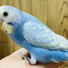 【最新画像更新！！】こちらにむける視線がとっても。。。☆彡　セキセイインコ　パステルレインボースパングル～～
