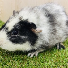 もしかしてパンダさん？　テディモルモット　男の子