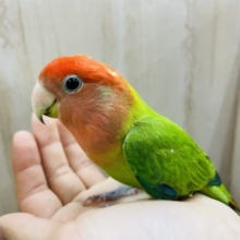 おメメぱっちり💓綺麗なオパーリン‼️ コザクラインコ　オパーリン