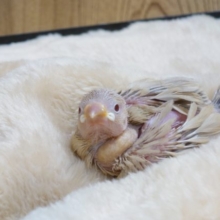 ちいさくとも、突っつくチカラ　意外と強め♫　シナモン文鳥～～