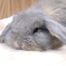 とけてる。。くたくた　ロップイヤー～～