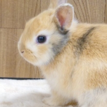 まんまるフェイスのほんわかさん☆　ミニウサギ～～