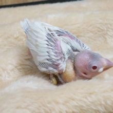 赤目のシルバー文鳥！　シルバーイノでｺﾞｻﾞｲﾏｽ～～☆