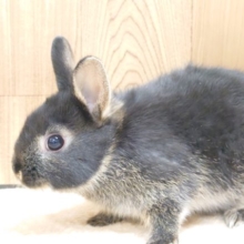 実は、隙あらば走り回りたい。。です！って感じ。ネザーランドドワーフラビット～～