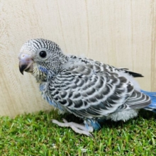 珍しい？並カラー‼️　セキセイインコ　