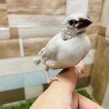 最新画像有り☆ヒナヒナ感が可愛いんですっ！シルバー文鳥！！