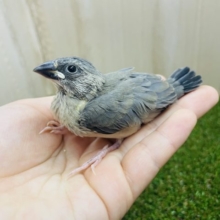最新画像になりますよ〜‼️文鳥マスターになるんだ‼️ うぶたん桜文鳥さんですよ！