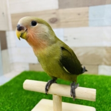 渋い～。ウグイス色の小桜インコ入荷。