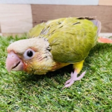 最新画像あり☆色鮮やかに成長中！！ウロコインコのパイナップル！
