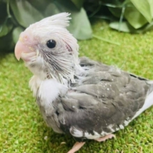 久々に来てくれました💓ホワイトフェイスのオカメさん！！　オカメインコ　ホワイトフェイスパイド