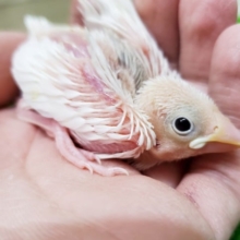 大人気です～～！！白文鳥さんが仲間入りっ！