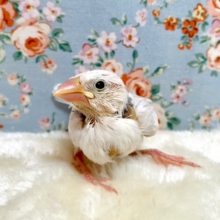 白文鳥  ☁🫧🤍  11/12