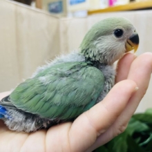 深めな色合いのコザクラさんだよ‼️ コザクラインコ　ブルーチェリー