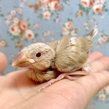 シナモン文鳥  🌿.∘  11/12