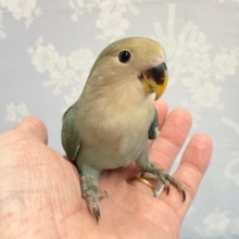 青❤️コザクラインコ(ブルーチェリー)  2022年10月生まれ