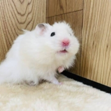 優しい色合いがチャームポイント‪☆長毛ハムスター