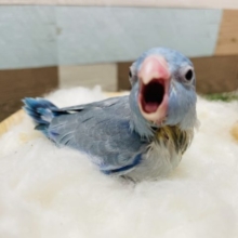 お口を開けてアピールです！！マメルリハインコのブルーパイド！