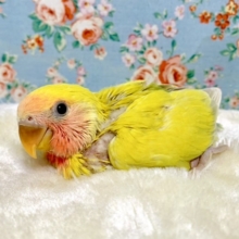 コザクラインコ  ゴールデンチェリー  💛🍒  11/3