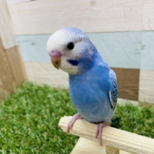 最新画像有り☆定番人気カラー☆元気いっぱいのセキセイインコオパーリン！