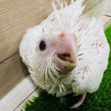 純白のピュアホワイト‼︎うぶうぶオカメインコ