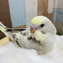 シナモンカラーの入るお上品なコ！！セキセイインコのイエローフェイスシナモンオパーリン！