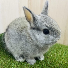 仔ウサギ🐰さん入舎です💓　ネザーランドドワーフ　グレー系
