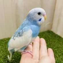ぶくっと膨らんだ時も可愛いセキセイさん💓　セキセイインコ　ブルーパイド