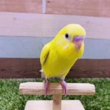 最新画像有り☆イエロー黒目の元気カラー！セキセイインコのダブルファクター！