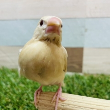 あと一羽！！人気の高いヒナさんたち！シナモン文鳥！！